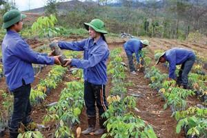 Nếu ưu tiên cho công nghiệp chế biến gỗ, thì phải có ràng buộc về việc trồng lại rừng