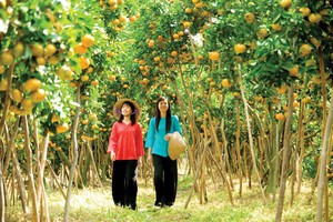 Những mảnh đất may mắn