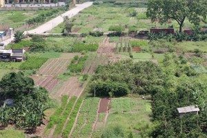 Hà Nội sẽ xử lý cá nhân trong quản lý sử dụng đất nông nghiệp