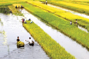 Bảo hiểm nông nghiệp: Lỗ… nhưng cần tiếp tục thí điểm