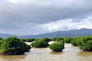 Rừng ngập mặn ở Hoàng Tân