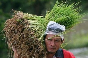 Chính phủ Thái Lan sẽ hỗ trợ một khoản tiền nhằm đảm bảo nông dân Thái Lan có thể trang trải cuộc sống. Ảnh: AFP