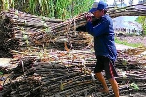 Người nông dân đang có thêm mùa mía đắng khi giá mía, giá đường liên tục giảm