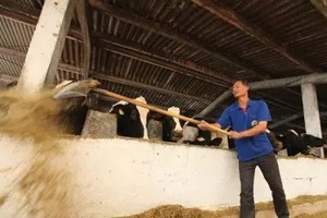 Nhiều nông dân nuôi bò đang điêu đứng vì doanh nghiệp giảm thu mua sữa tươi. Ảnh: Đức Thanh