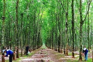 Quý I/2014 Thanh tra Chính phủ đã ban hành Kết luận thanh tra số 2341/KL-TTCP của Thanh tra Chính phủ ban hành về về việc chấp hành quy định pháp luật về quản lý, sử dụng vốn và tài sản tại Tập đoàn Công nghiệp Cao su Việt Nam (VRG)