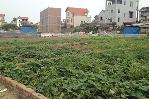 Khu đất đấu giá này được nhà đầu tư mua cao hơn gấp 2 lần giá khởi điểm, các lô đất khác tiếp tục được bán ra với giá cao hơn mức khởi điểm từ 4 - 5 triệu/m2