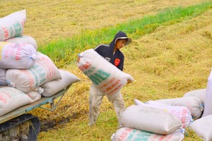 Nếu thu hoạch xong vụ đông xuân mà gạo vẫn khó tiêu thụ thì có thể giá gạo sẽ còn giảm nữa, khi đó thương lái Trung Quốc mới nhảy vô mua