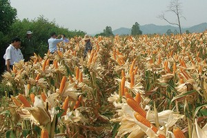 SSC lên kế hoạch lãi hợp nhất 95 tỷ đồng