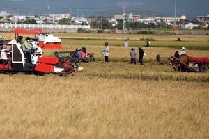 Phải cân nhắc việc chuyển đổi giống lúa để tăng khả năng cạnh tranh trong xuất khẩu gạo của Việt Nam. Ảnh: Đức Thanh