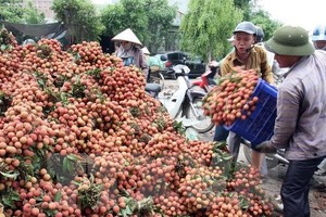 Tập kết, vận chuyển vải đi tiêu thụ ở huyện Thanh Hà (Hải Dương). Ảnh: Đình Huệ/TTXVN