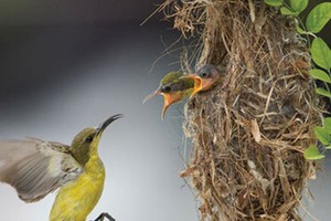 Nhà nhỏ cũng là nhà!