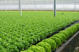 Tập đoàn Vingroup khi muốn đầu tư vào rau sạch, Bộ NN&PTNT cũng đứng ra kết nối với tỉnh Vĩnh Phúc để triển khai dự án trồng rau trị giá 700 tỷ đồng… (ảnh: internet)