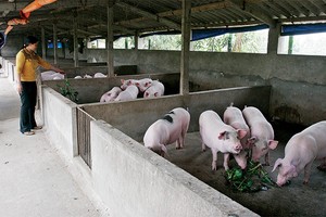 Chăn nuôi là một trong những ngành sẽ phải đối diện với tình trạng cạnh tranh gay gắt nhất từ hàng nhập khẩu