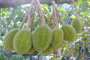 Nông nghiệp Việt Nam, đòi hỏi hướng tiếp cận mới