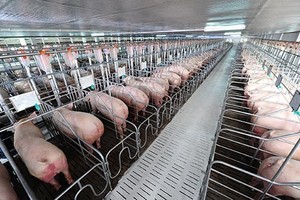 Chất tạo nạc Sabutamol bị cấm sử dụng trong chăn nuôi heo (ảnh minh họa)