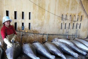 Việc áp dụng những phương pháp kỹ thuật tiên tiến trong quản lý chất lượng thủy sản sẽ làm tăng giá trị cho các sản phẩm thuỷ hải sản Việt Nam nói chung, sản phẩm cá ngừ đại dương nói riêng