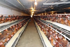 Chăn nuôi còn ít nhất 10 năm để chuẩn bị đối phó với TPP