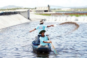 Người chăn nuôi đang nuôi sống DN sản xuất thức ăn chăn nuôi, song lại phải gánh chịu hậu quả do ngành thức ăn chăn nuôi gây ra.