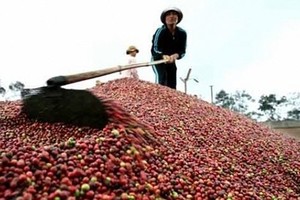 Hàng trăm tấn hàng Việt Nam chuẩn bị “đổ bộ” sang Liên bang Nga