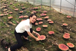 Vũ Hoài Thu bên khu vườn trồng giống nấm linh chi Hàn Quốc