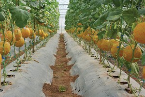 Làm sao để hội nhập mang lại nhiều quả ngọt 
