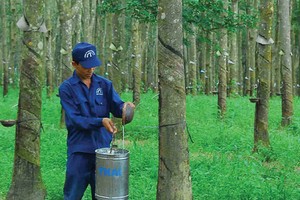Cao su tự nhiên: Những nỗi đau thời giá giảm