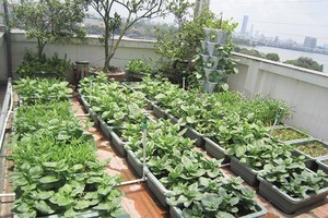 Niềm vui trên sân thượng