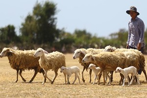 Tình hình khô hạn và xâm nhập mặn nghiêm trọng tiếp tục là thách thức đối với nền nông nghiệp và kinh tế Việt Nam
