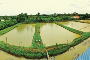 Tỷ lệ người nghèo cao, nhưng nợ xấu khu vực nông thôn lại thấp hơn non nửa so với nợ xấu toàn ngành kinh tế