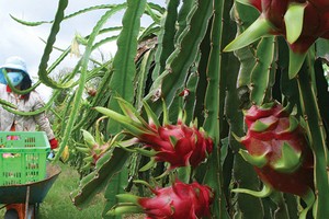 Dự báo sớm kinh tế Việt Nam năm 2016