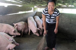Mô hình nuôi lợn trắng theo chương trình hỗ trợ của AAV mang lại hiệu quả cao, thu nhập gia tăng, cuộc sống người dân được cải thiện đáng kể