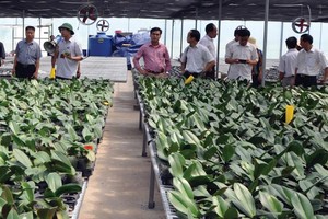 Dự án trồng hoa ly công nghệ cao tại huyện Hoành Bồ (Quảng Ninh). Ảnh: N.N