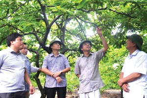 Đông Triều đã thí điểm ứng dụng thành công công nghệ mới vào trồng giống na dai.