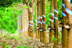 Trường hợp của HAG - HNG cho thấy các ngân hàng cần cẩn trọng hơn trong việc cho vay cầm cố bằng cổ phiếu (ảnh minh họa)