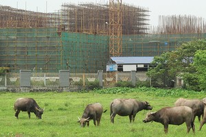 Các chủ đầu tư yếu năng lực tài chính sẽ gặp khó khăn khi Thông tư 06/2016 có hiệu lực. Ảnh: Dũng Minh