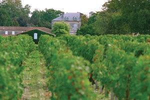 Một cánh đồng nho nổi tiếng ở Bordeaux 