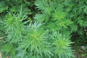 Không chỉ là thuốc, ngải cứu còn có tác dụng phong thủy