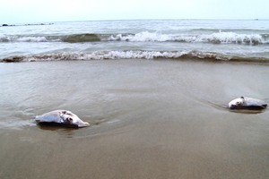 Bộ Tài nguyên và Môi trường chủ động bố trí kinh phí trong dự toán ngân sách được giao hàng năm để hoàn thành các nhiệm vụ (Ảnh minh họa)