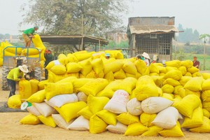 Lượng gạo xuất khẩu đã liên tục giảm trong thời gian gần đây. Ảnh: Ngọc Trinh/Người lao động