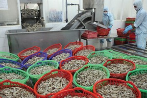 DN xuất khẩu tôm đang đứng trước nhiều thuận lợi khi giá tôm trên thế giới liên tục tăng  