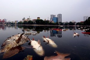 Hồ điều hòa không khí và cảnh quan nội đô Hà Nội bị ô nhiễm nặng. Trong ảnh cá chết nổi trắng hồ Ngọc Khánh