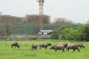 Việc công bố thông tin các dự án đang thế chấp ngân hàng chưa hợp tình, hợp lý ảnh hưởng không nhỏ đến tâm lý thị trường. Ảnh: Dũng Minh