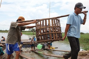 Các nhà bảo hiểm hiện đang gặp nhiều khó khăn trong việc kiểm soát quy trình nuôi trồng thủy sản