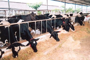 6 tháng đầu năm, HAG lỗ hơn 1.000 tỷ đồng