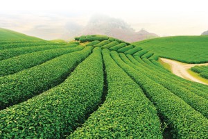 Khi đại gia xắn tay làm nông nghiệp