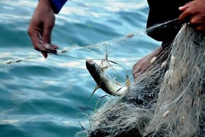 Bộ Y tế: Tất cả các loại cá tầng nổi, hải sản nuôi tại 4 tỉnh miền Trung đều đã an toàn