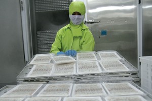 Sau Brexit, đồng bảng Anh và euro cùng giảm giá, nên xuất khẩu thủy sản sang thị trường này bị ảnh hưởng lớn