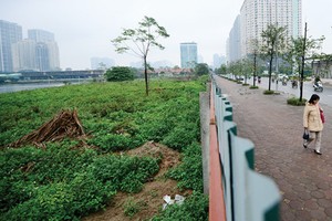 Dự án đất vàng của Nam Cường bị bỏ hoang thành “khu đô thị cỏ“