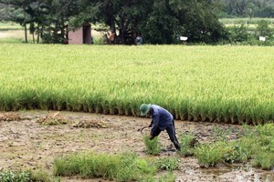 Sau 20 năm quy hoạch, người dân sống tại bán đảo Thanh Đa vẫn chỉ trồng lúa để sống. Ảnh: Gia Huy
