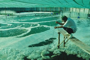 Nuôi tôm theo theo hướng VietGAP kết hợp quy trình CPF-Turbo Program tại Sóc Trăng